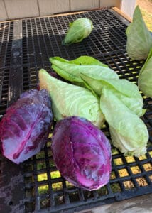 Colorful Cabbage From Chef's Garden