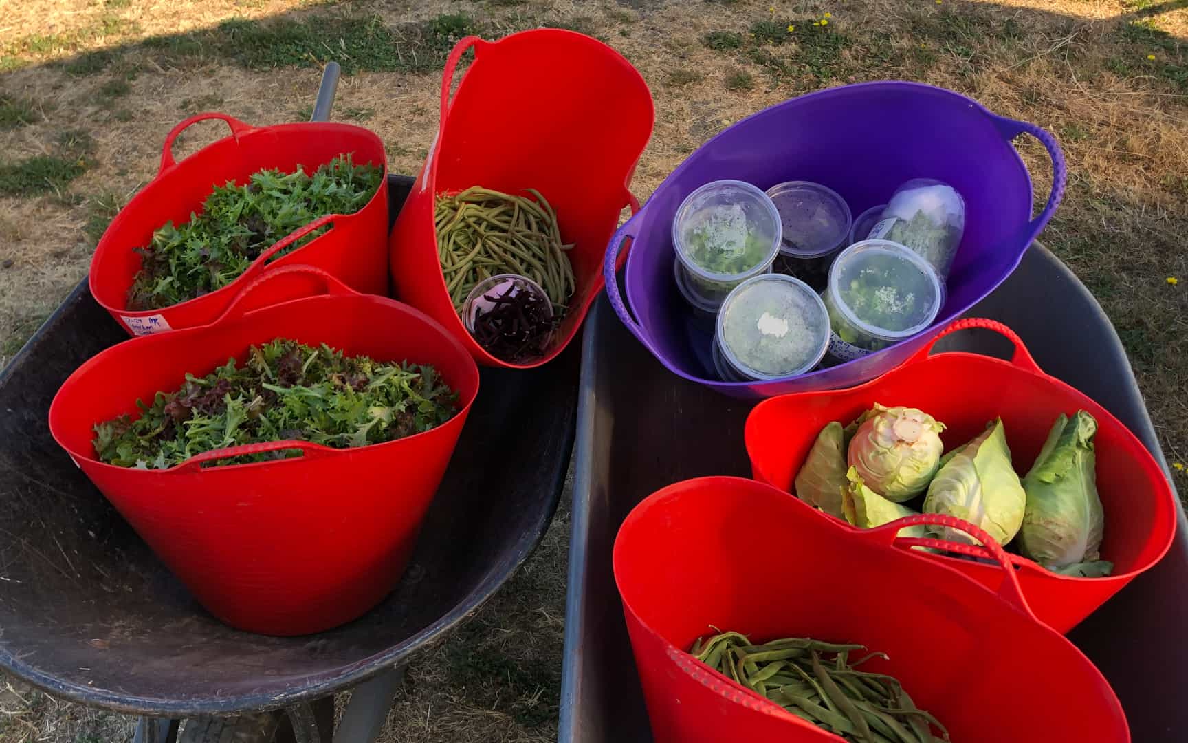 Chef's Garden Summer 2022 Harvest