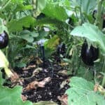 Freshly Grown Eggplant