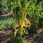 Freshly Grown Peppers