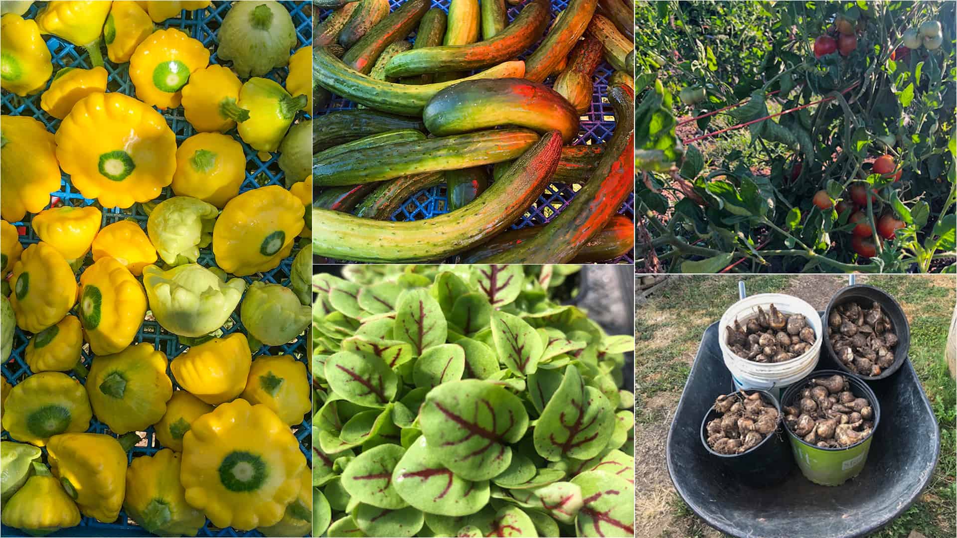 State of Chefs Garden Augus 7, 2022