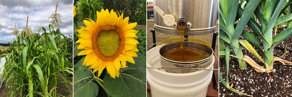 State Of The Garden Summer Harvest 2022