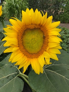 Chefs Garden Sunflower