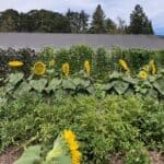 Chef's Garden Sunflowers