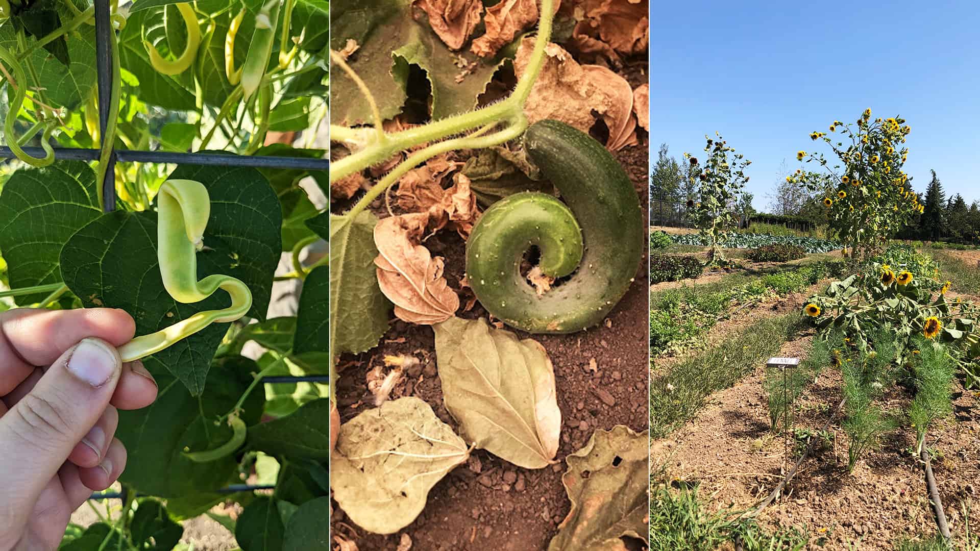 Chefs Garden Harvest - September 11, 2022