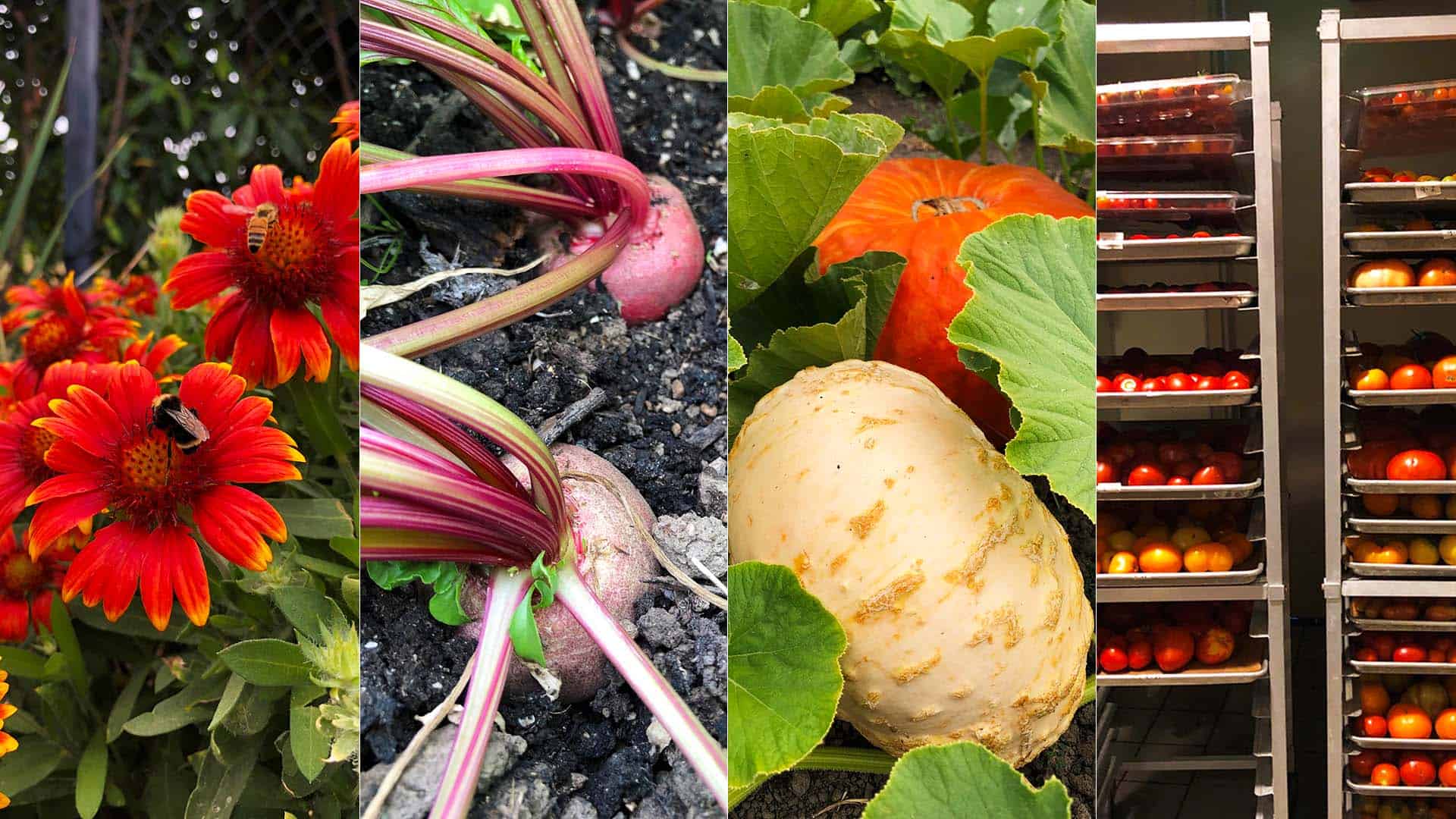 Chefs Garden Harvest - September 4, 2022