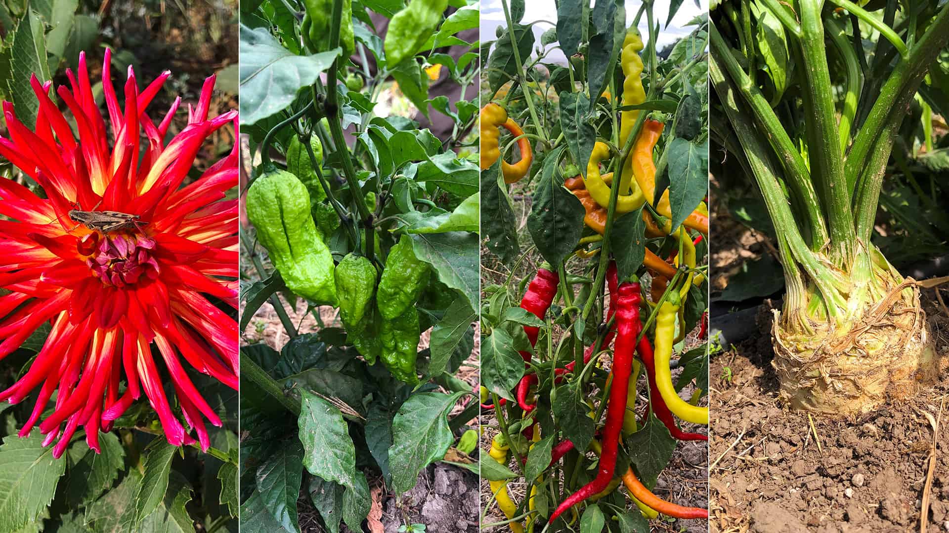 Chefs Garden - September 19, 2022