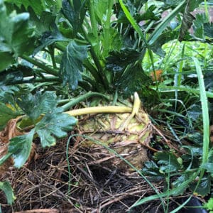 Celeriac