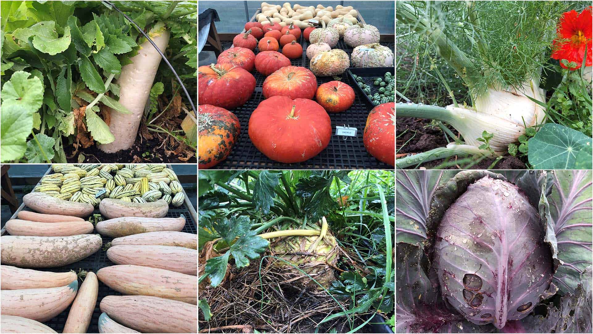 Chefs Garden Harvest - October 31, 2022