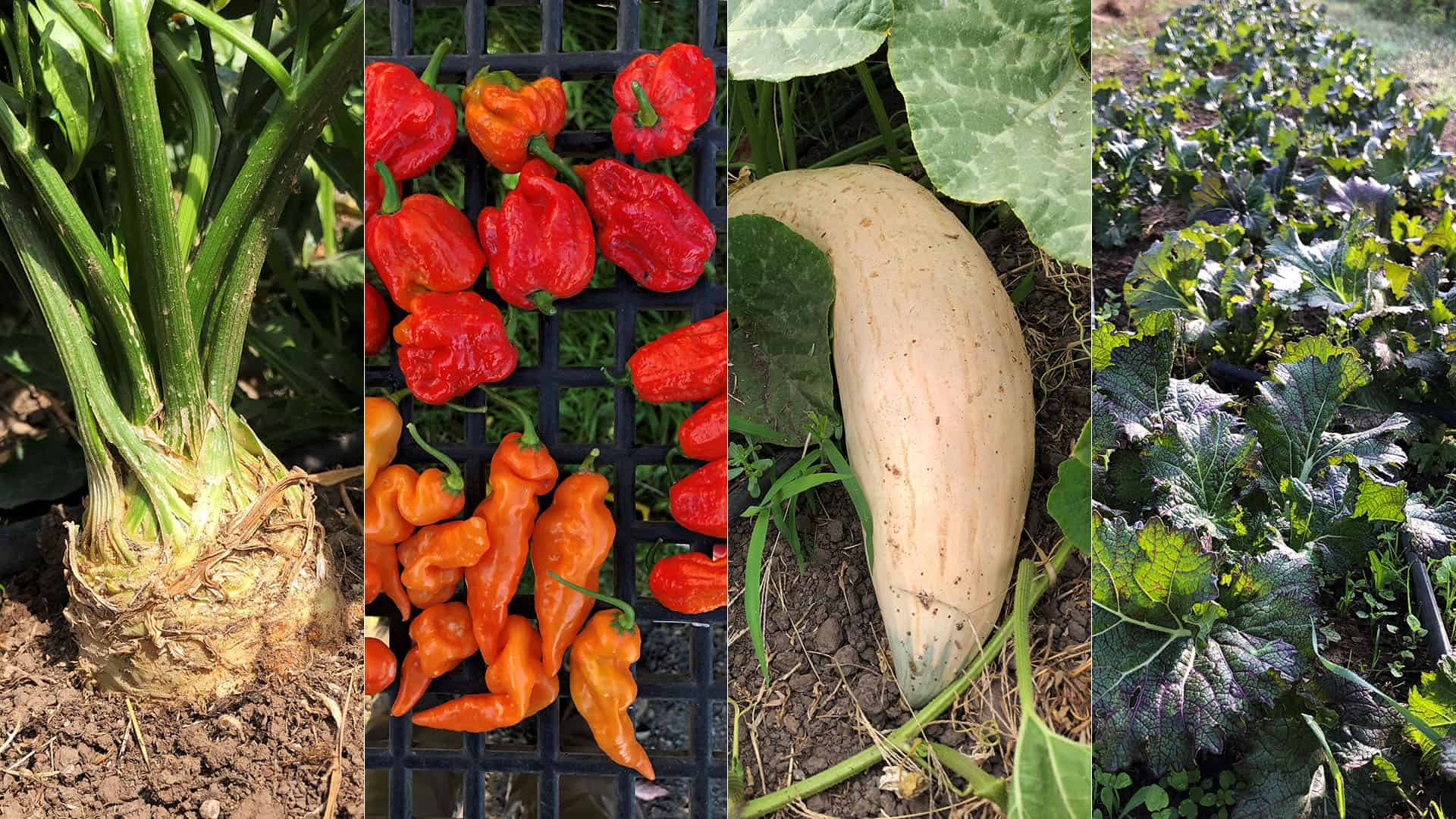 Chefs Garden - October 10, 2022