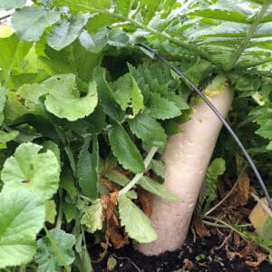 Daikon