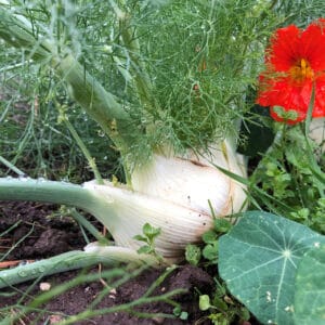 Fennel
