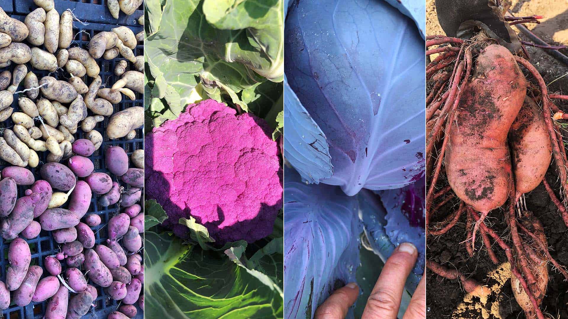 Chefs Garden - October 16, 2022