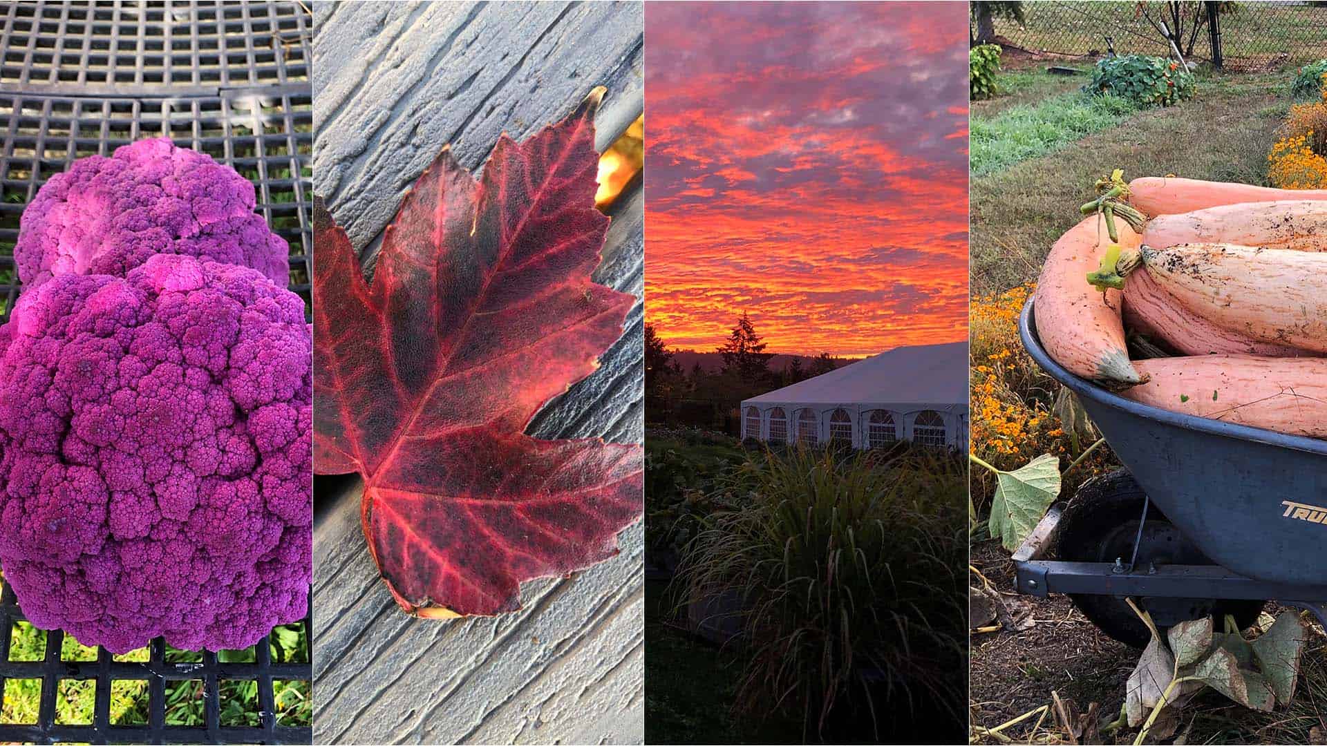 Chefs Garden - October 25, 2022