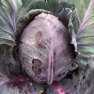 Red Cabbage