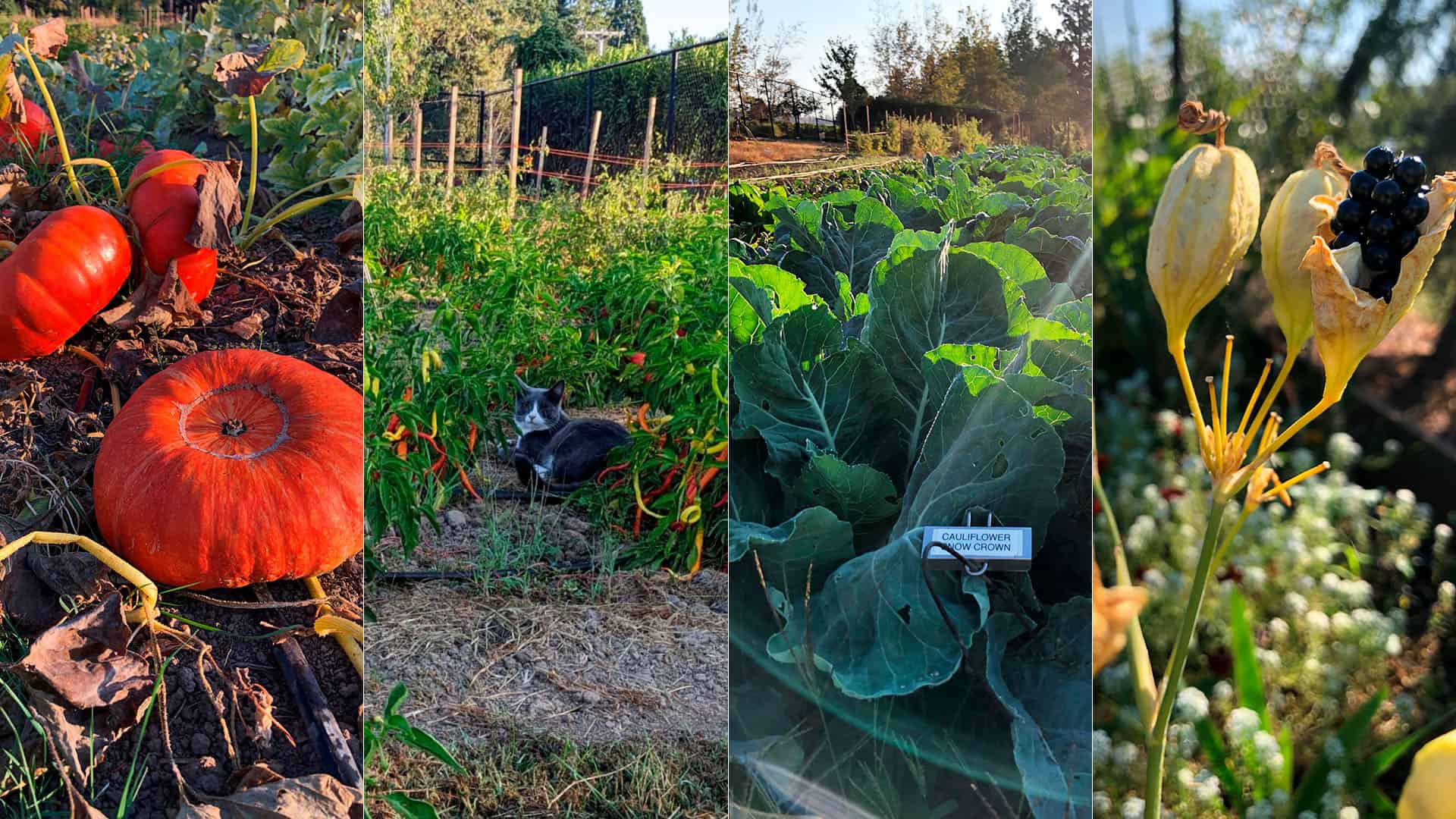 Chefs Garden - October 2, 2022