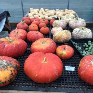 Butternut, kabocha, Cinderella, and galeux d’eysines