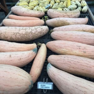 Winter Squash