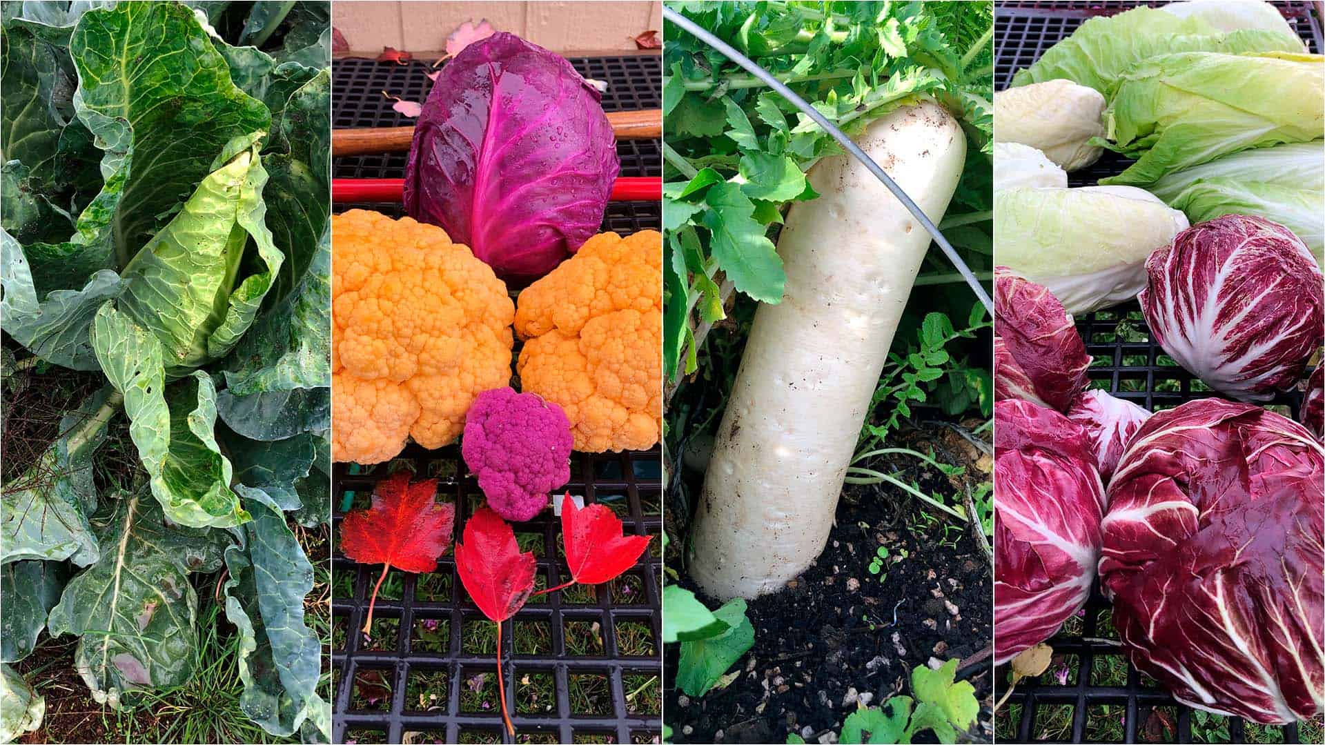 November 7, 2022 - State Of Chefs Garden