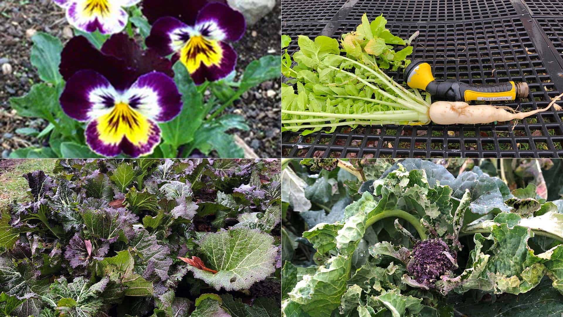 December 11, 2022 - State Of Chefs Garden