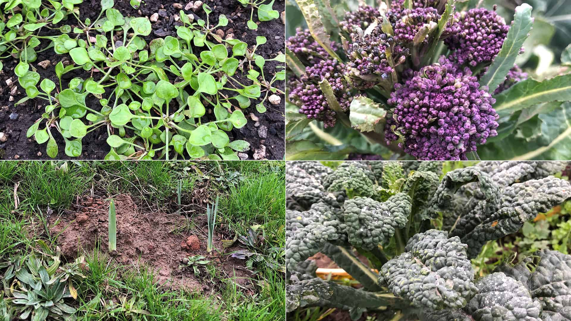 Chefs Garden - January 29, 2023