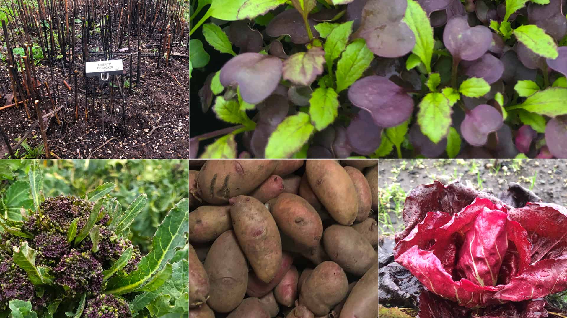 Chefs Garden - January 2023