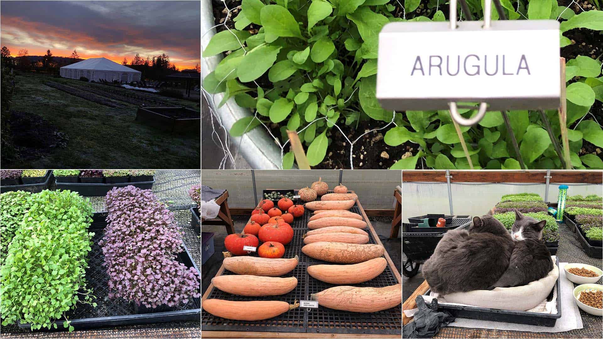 Chefs Garden - January 2023