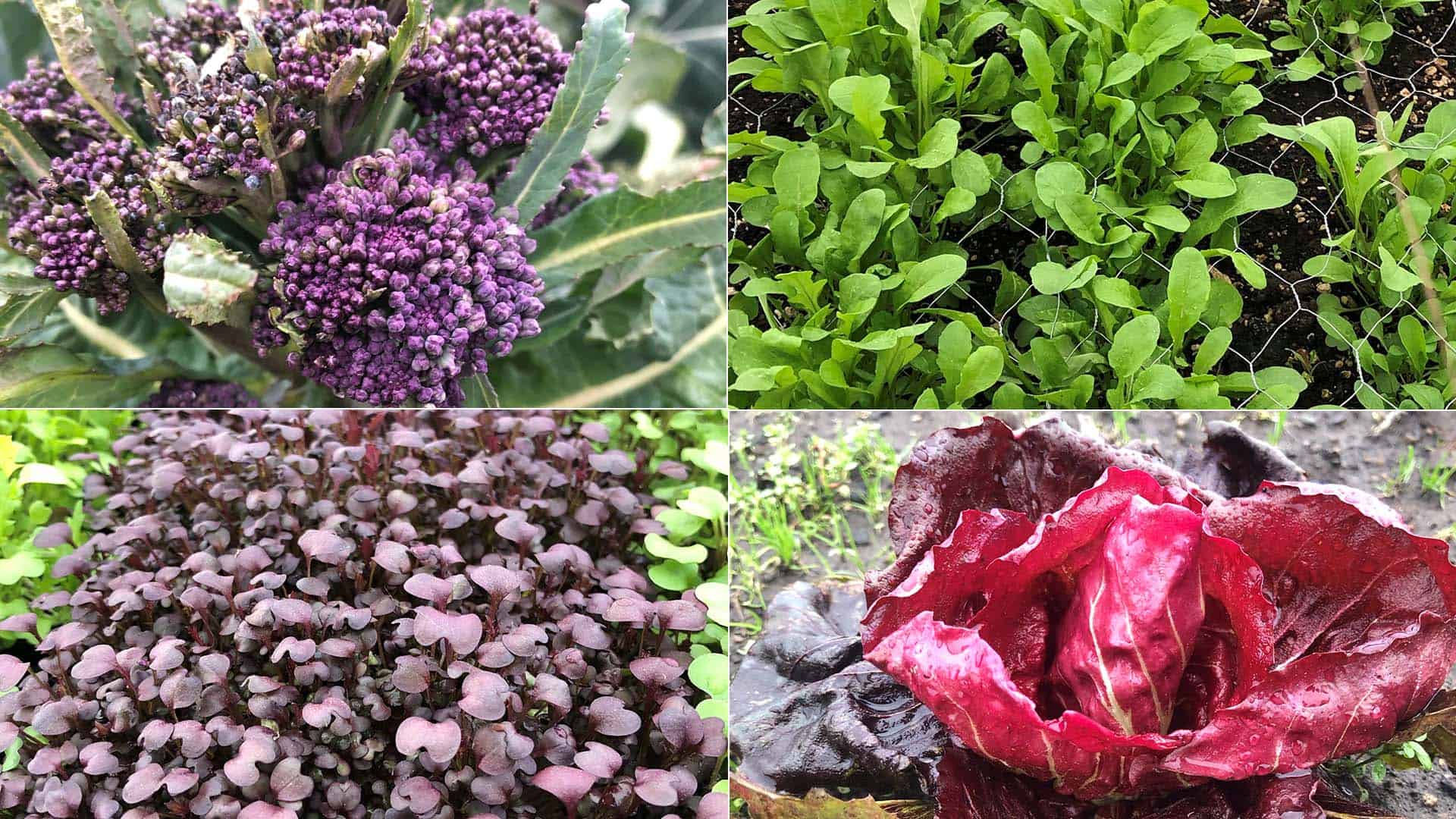 State of Chefs Garden - February 6, 2023