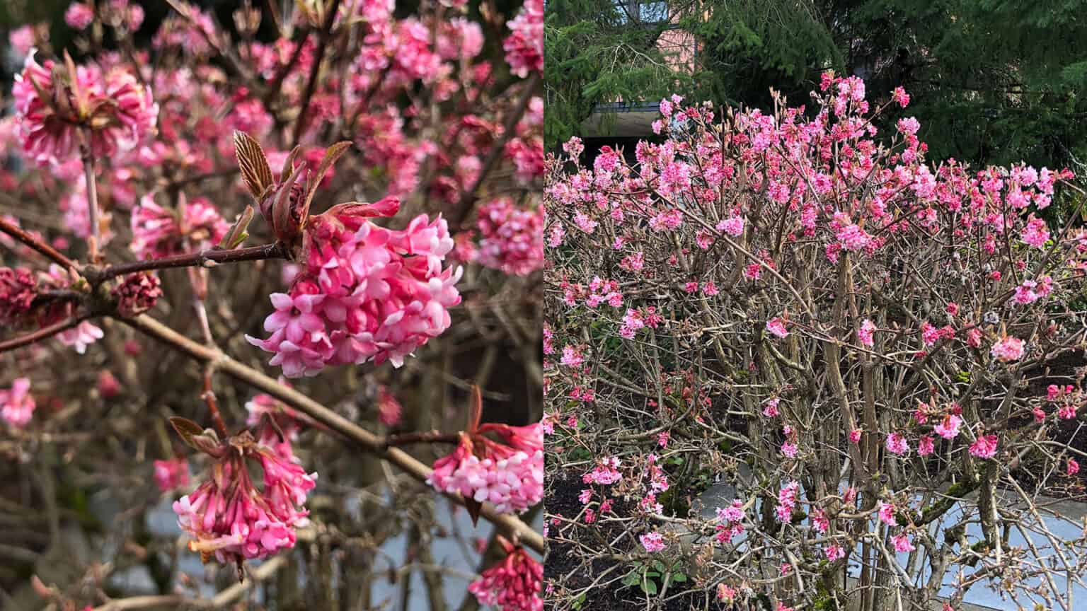 Dawn Bodnantense Viburnum Plants Of The Allison