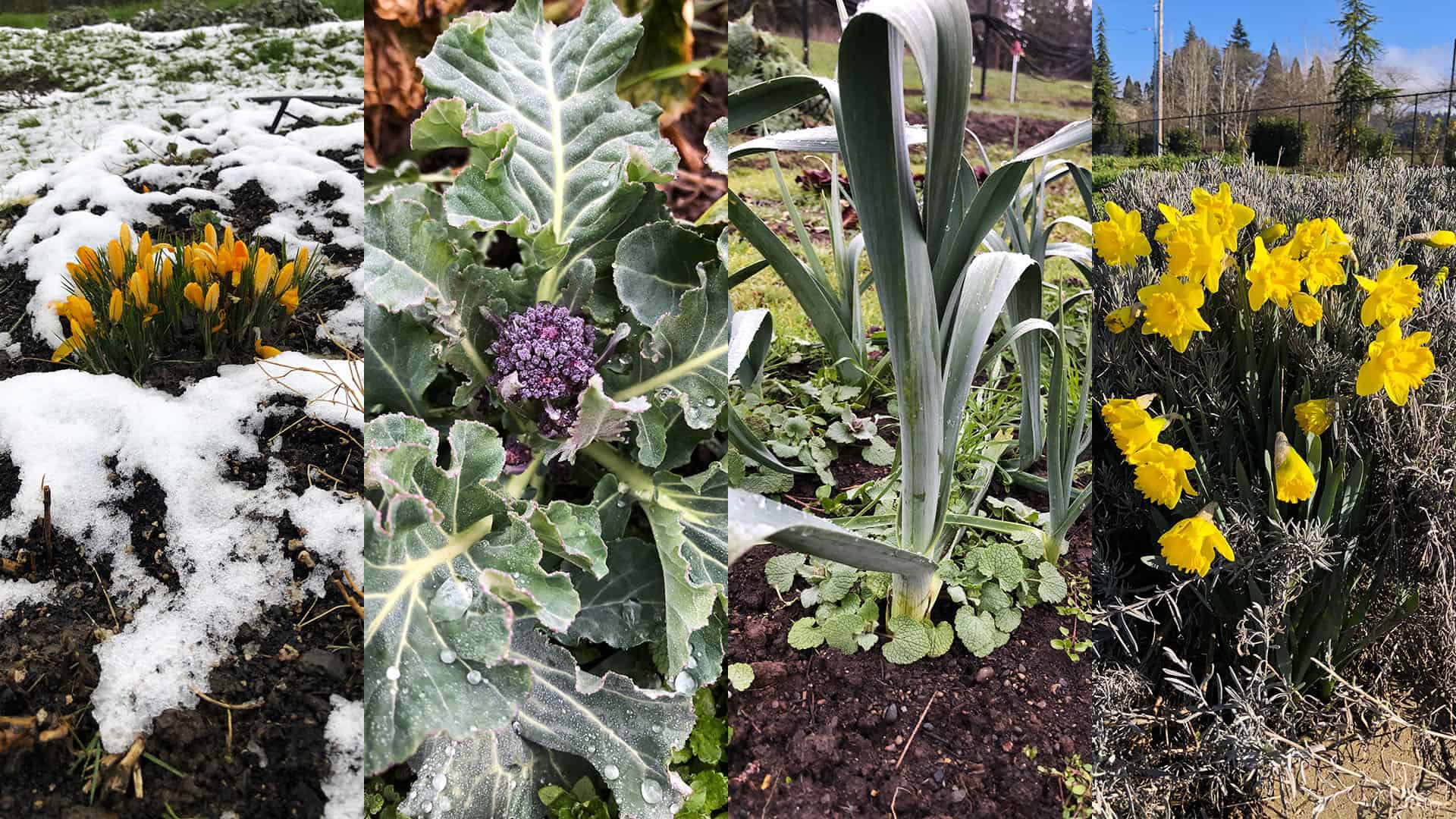 State of the Garden - March 7, 2023