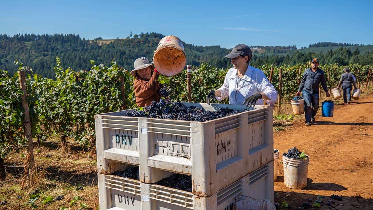 Willamette Valley Wine Harvest At The Allison