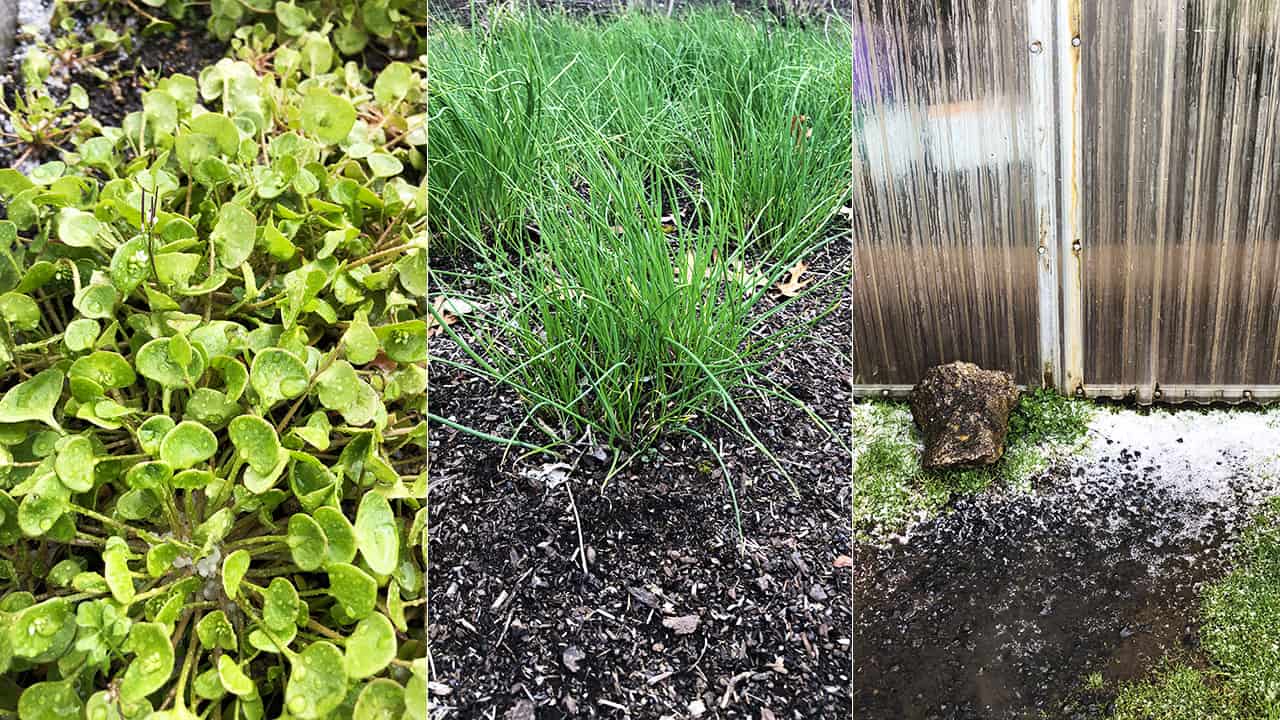 State of Chef's Garden Collage - April 2, 2023
