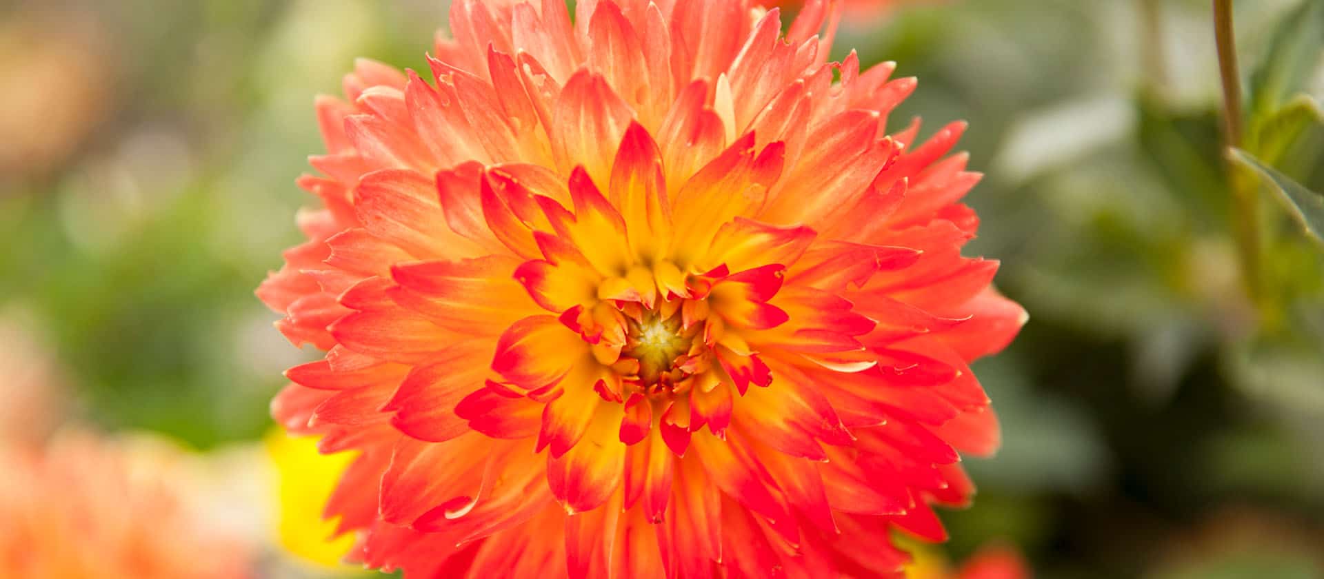 Colorful Flowers In Chef's Garden