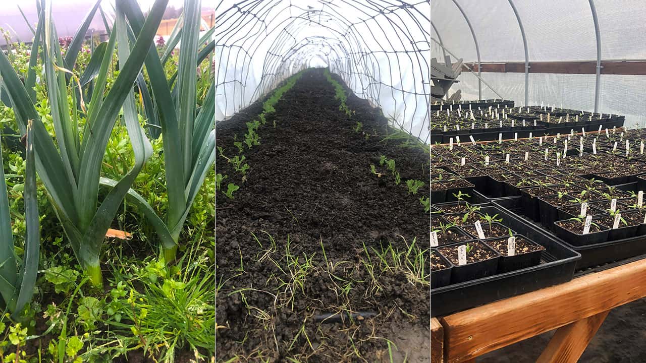 State Of Chef's Garden Collage - April 10, 2023