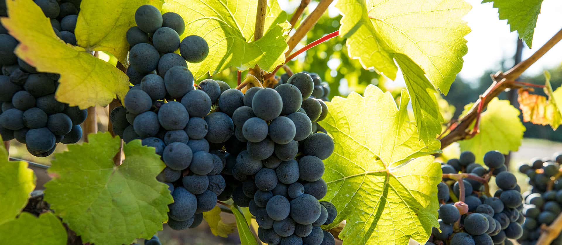 Allison Pinot Noir Wine Grapes