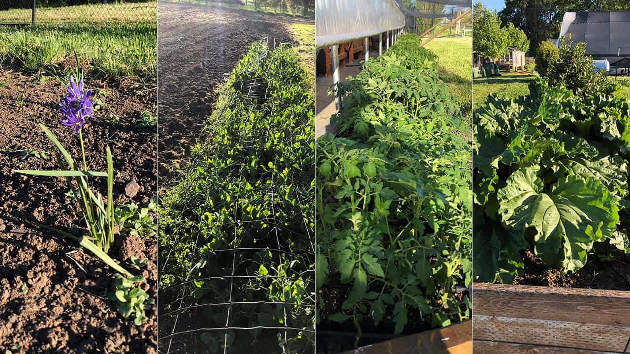 State of Chef's Garden - May14, 2023