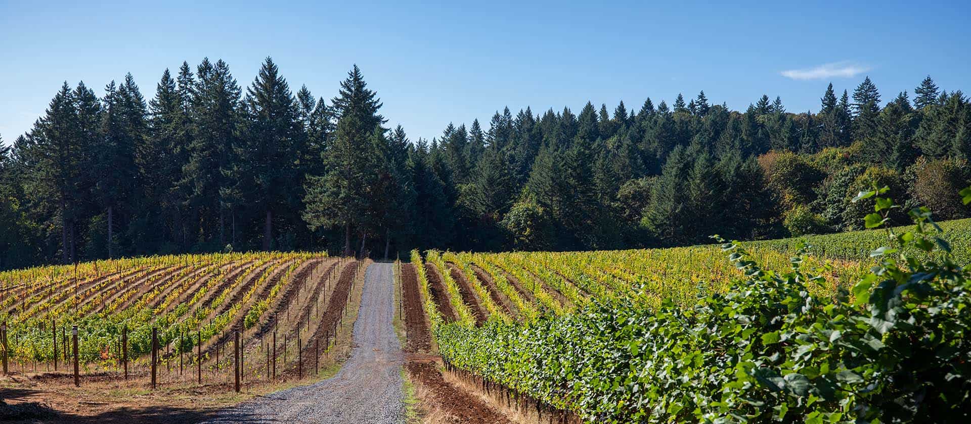 Willamette Valley Wine Region