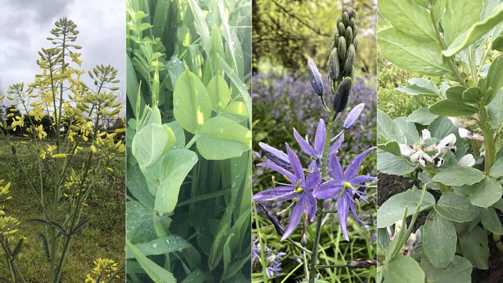 State of the Garden - April 23, 2023