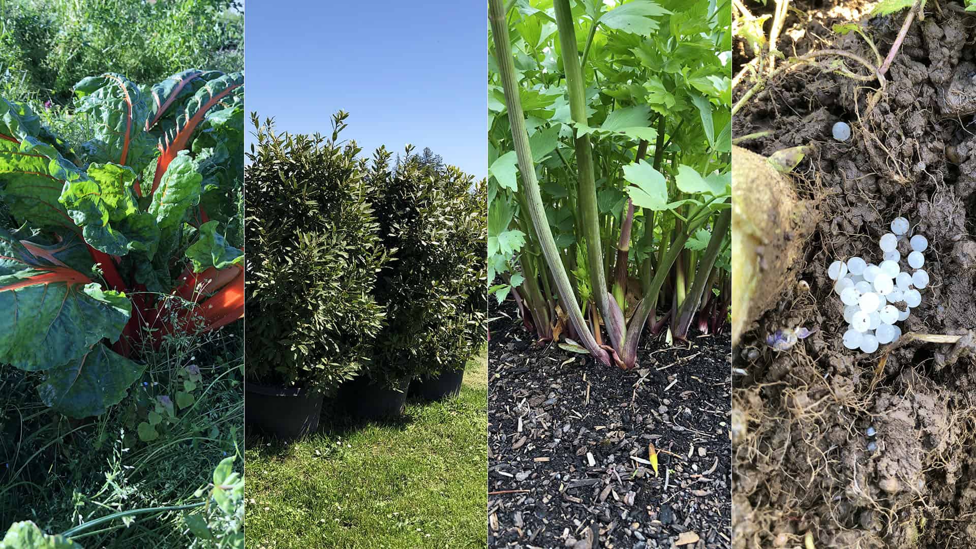 State of Chef's Garden - April 30, 2023