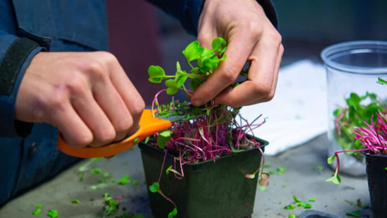 Chefs Garden Sprouts