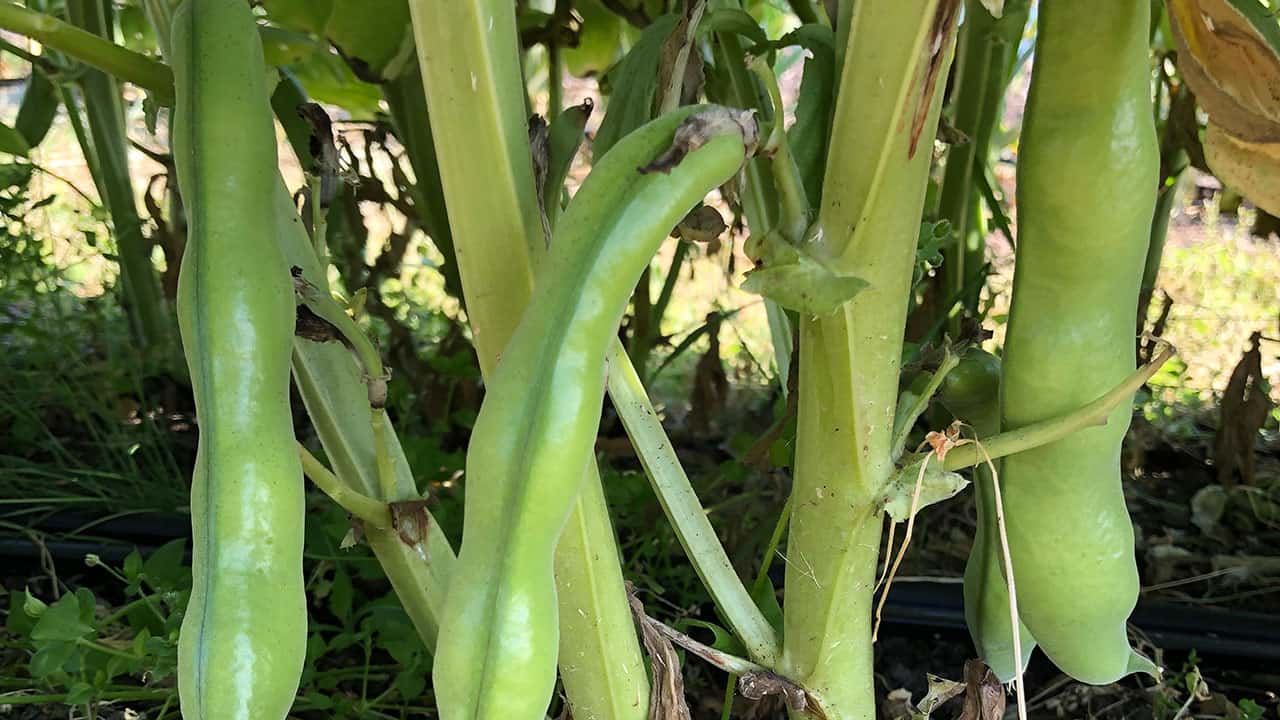 Fava Beans Growing In Chefs Garden