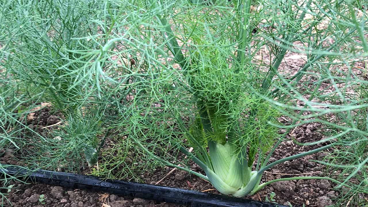 Chefs Garden Baby Fennel