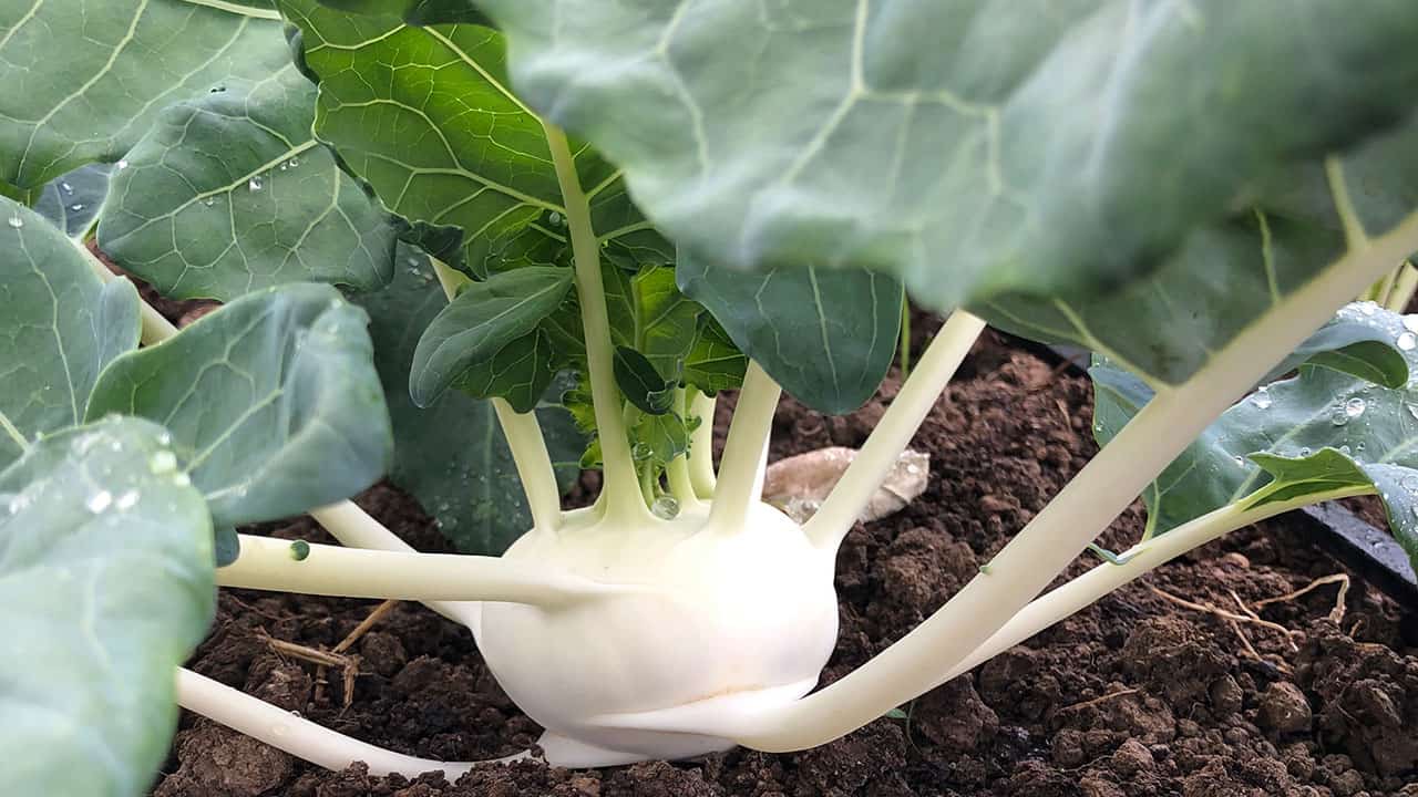 Chefs Garden Kohlrabi