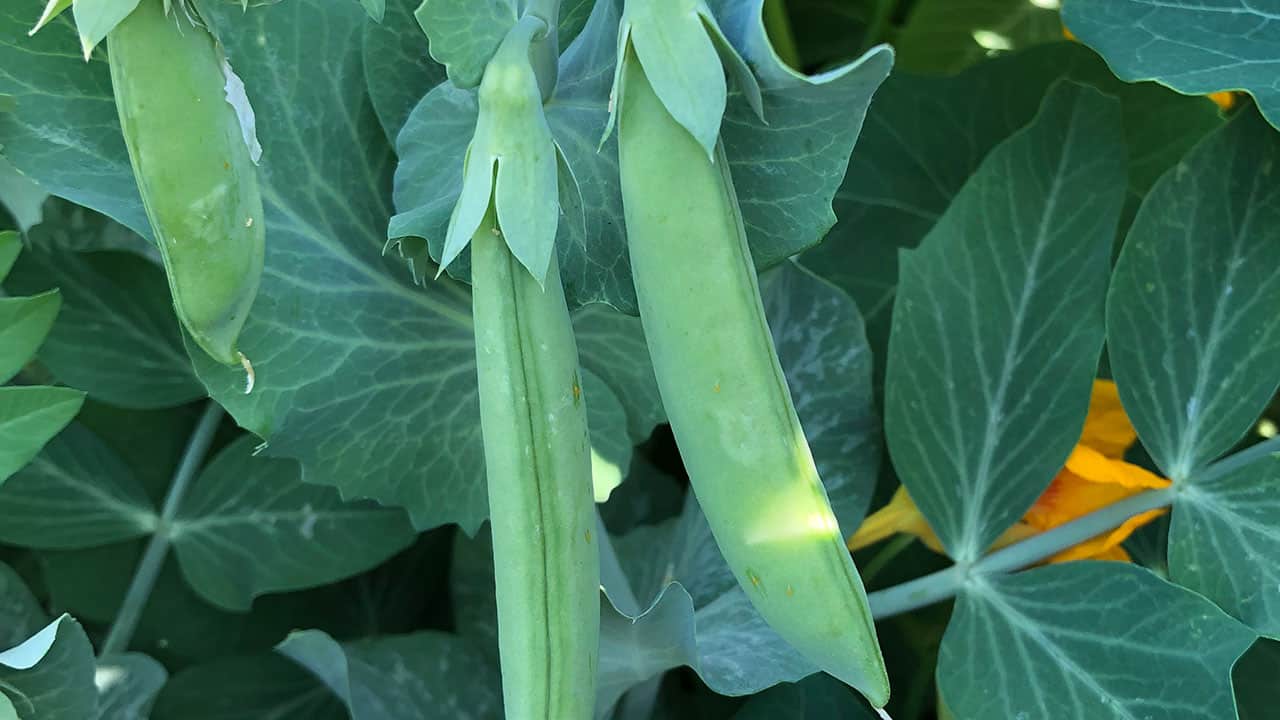 Chefs Garden Fresh Snap Peas