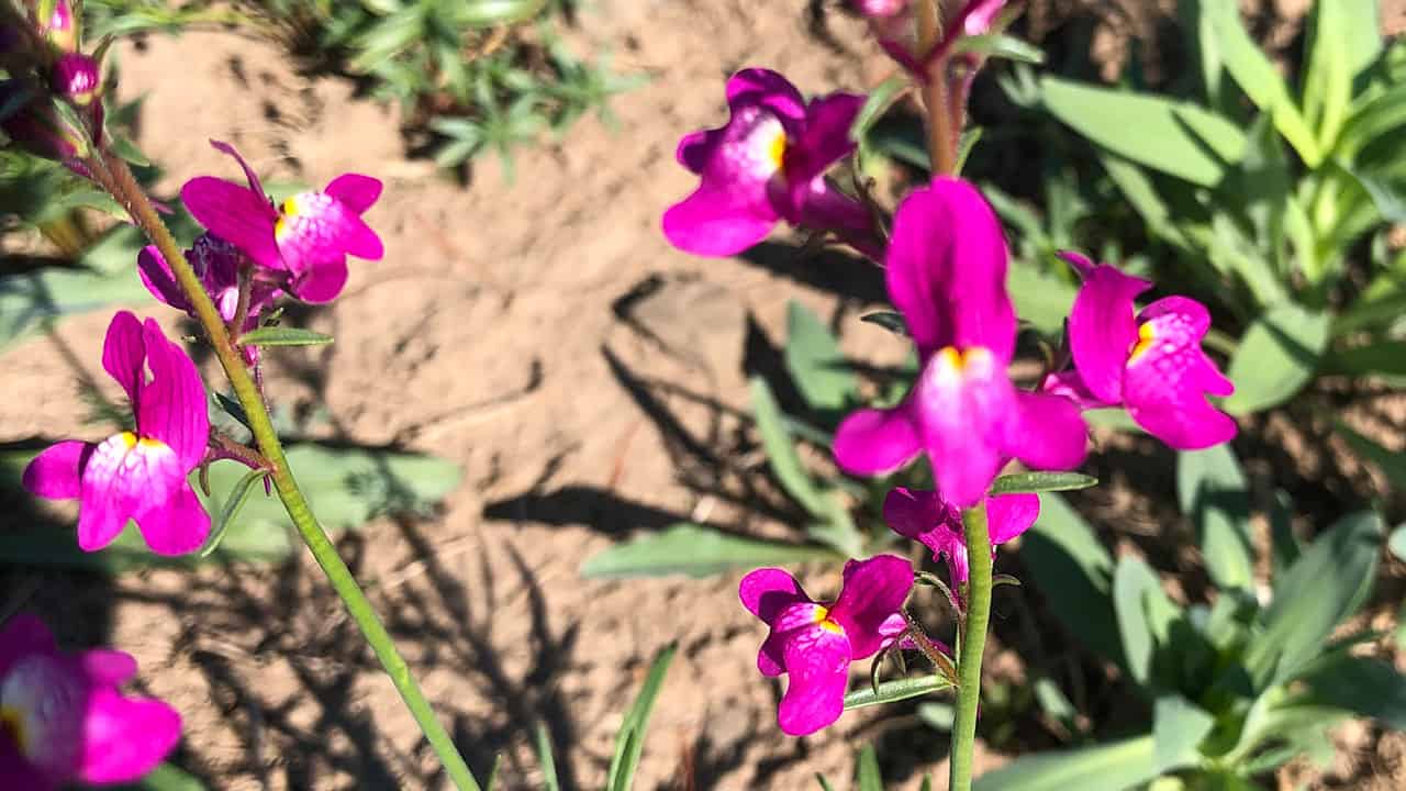 Toadflax Flowers In The Pollinator Meadow