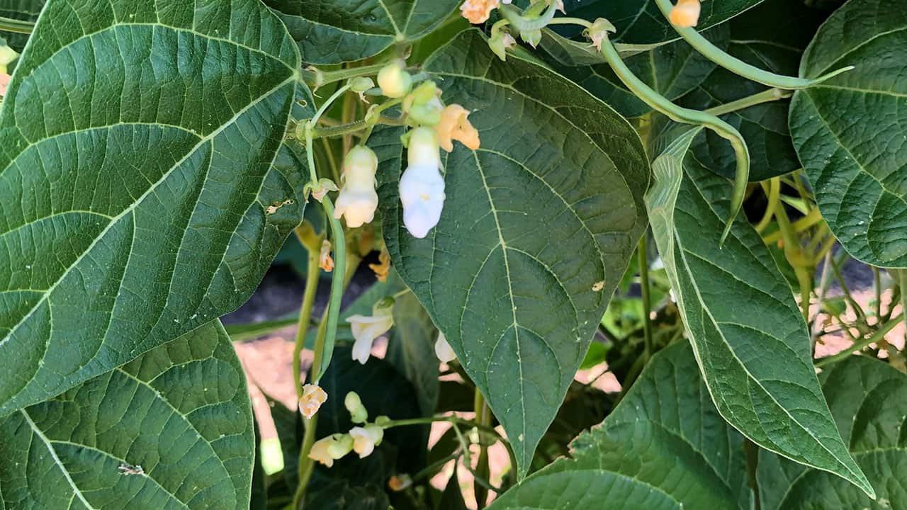 Chefs Garden Beans