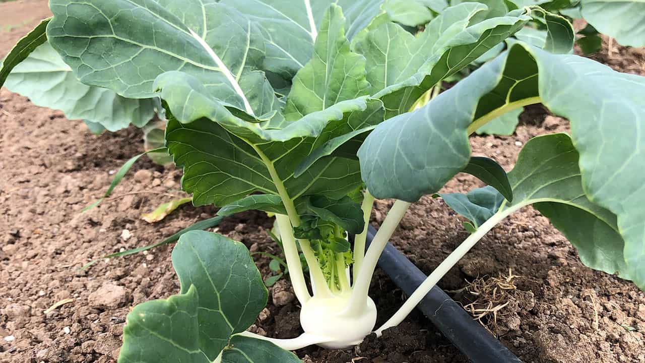 Kohlrabi