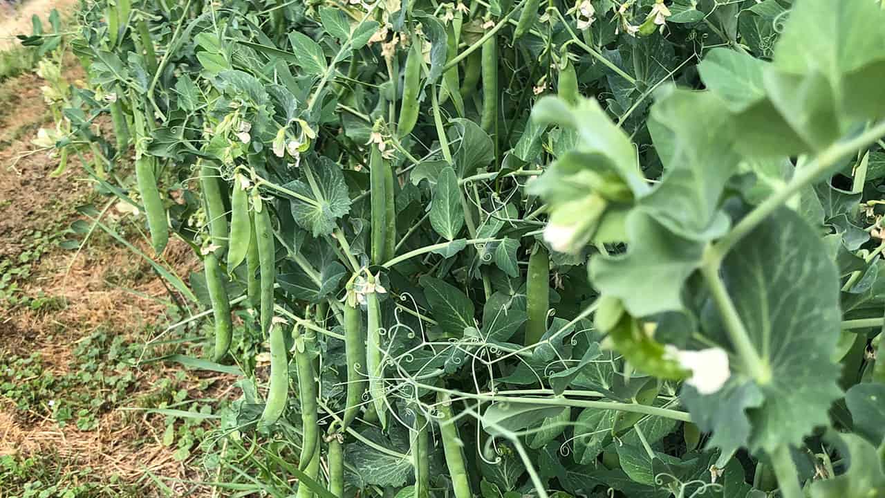 Shelling Peas