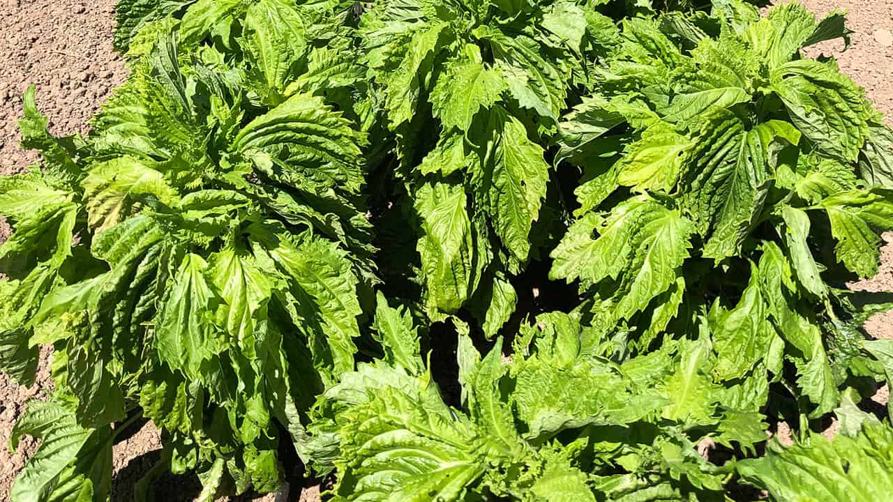 Shiso