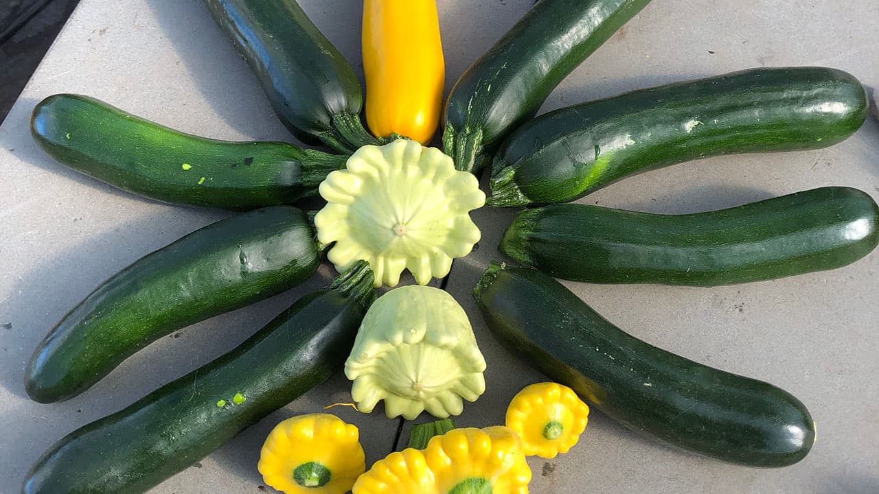 Chefs Garden Summer Squash